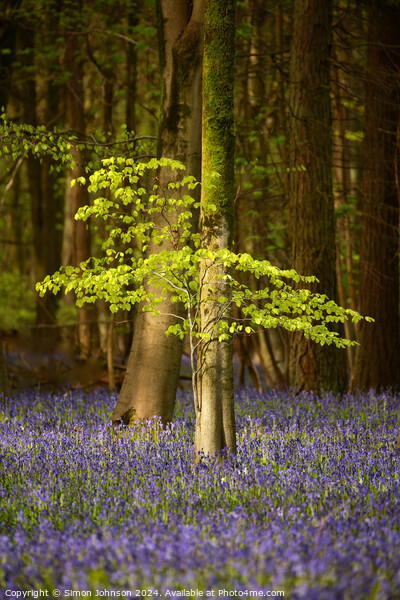  sunlit beech tree and bluebells Picture Board by Simon Johnson