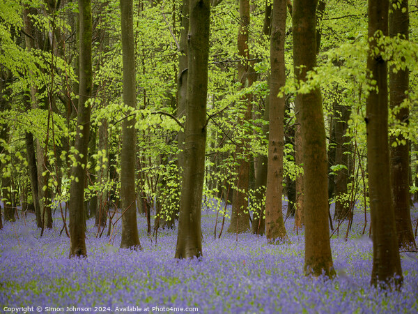 Bluebell wooy Picture Board by Simon Johnson
