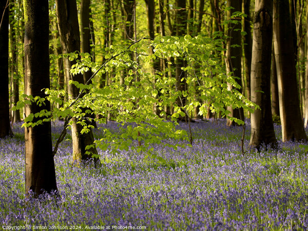 Sunlit leaves and bluebells  Picture Board by Simon Johnson