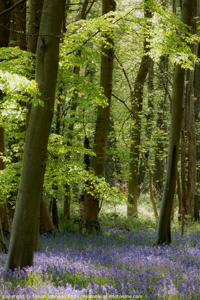 bluebell woodlande Picture Board by Simon Johnson