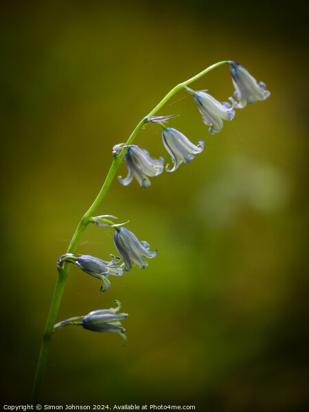 Bluebell flower  Picture Board by Simon Johnson