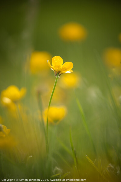 buttercup  flower Picture Board by Simon Johnson