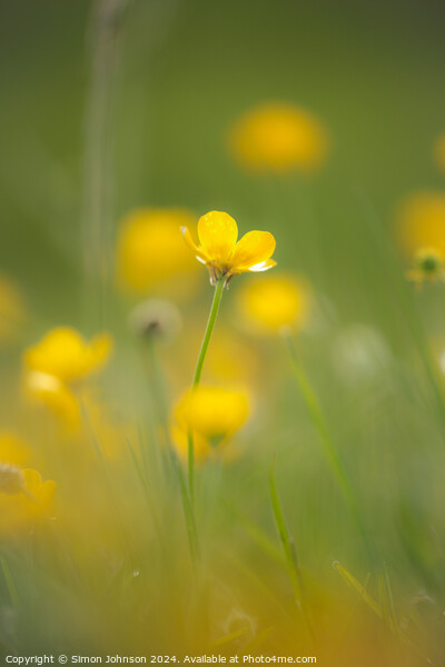 A close up of a  buttercup flower soft focus Picture Board by Simon Johnson