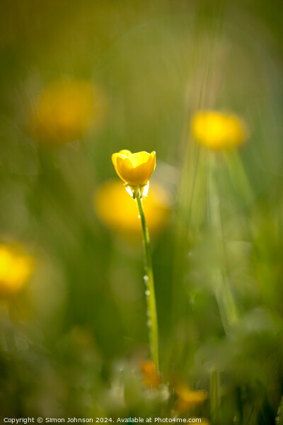 sunlit Buttercup flower Picture Board by Simon Johnson