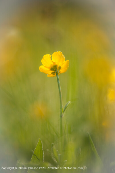 Yellow Wildflower Landscape Picture Board by Simon Johnson