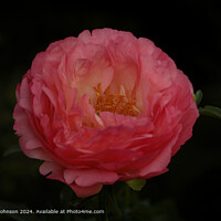 Large Pink peony Flower Cotswolds Gloucestershire UK