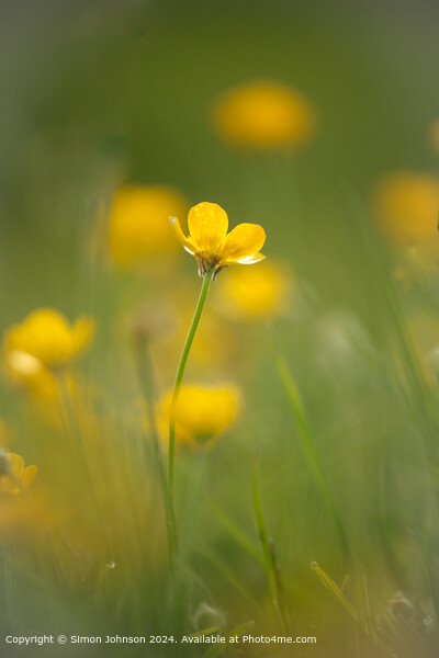 Sunlit Buttercup Meadow, Cotswolds Picture Board by Simon Johnson