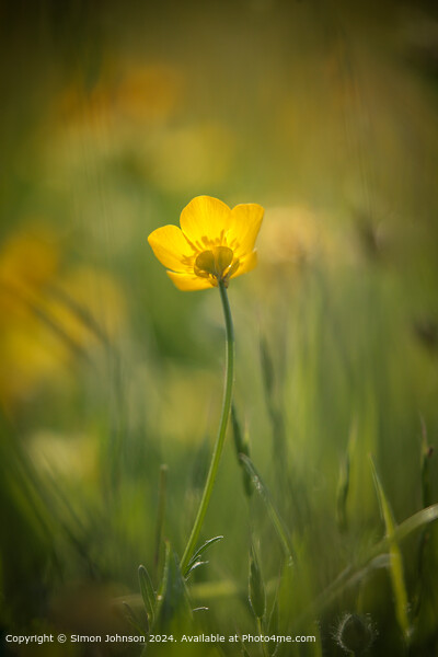 Sunlit Buttercup Flower Picture Board by Simon Johnson