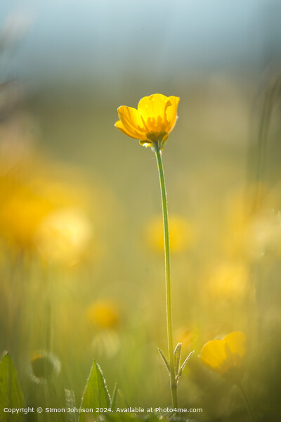 Sunlit Buttercup Flower Cotswolds Picture Board by Simon Johnson