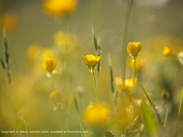 Sunlit Buttercup Meadow, Cotswolds Picture Board by Simon Johnson