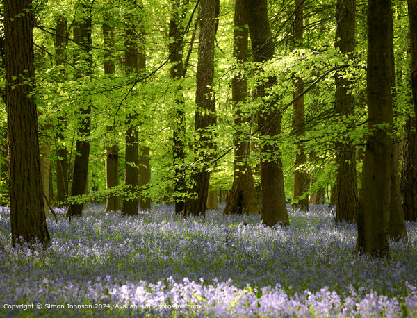 Bluebell Beechwood Cotwolds UK Picture Board by Simon Johnson