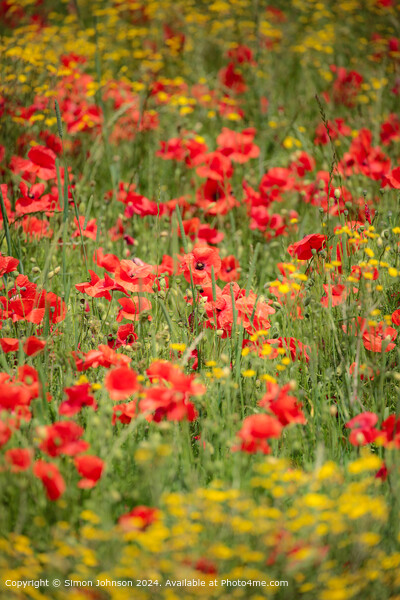 Cotswold  Poppy Meadow Landscape Picture Board by Simon Johnson
