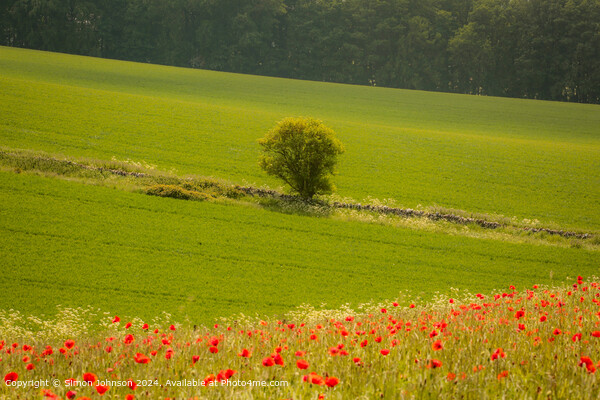 Sunlit Tree and Poppies in Cotswolds Picture Board by Simon Johnson