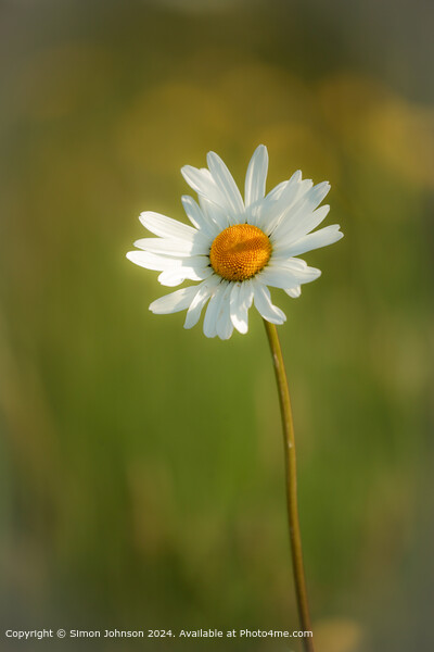 Sunlit Colotswold  Daisy Flower Picture Board by Simon Johnson