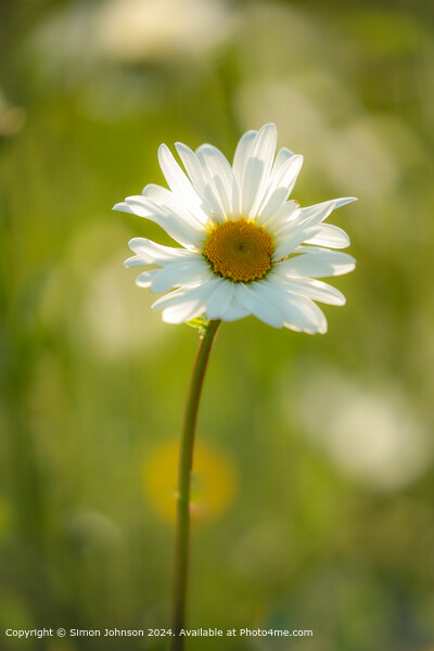 Sunlit Daisy Flower Nature Picture Board by Simon Johnson