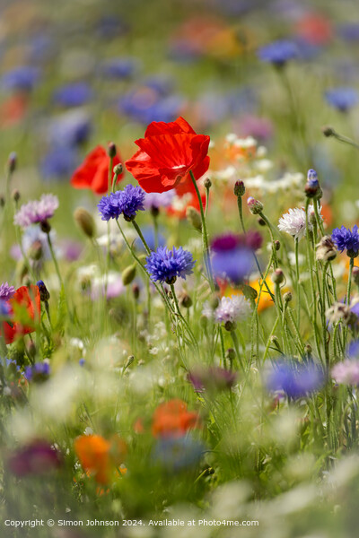 Poppys Meadow Flowers Cotswolds Picture Board by Simon Johnson