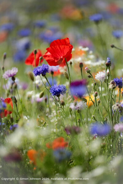 Cotswolds Meadow Flowers Landscape Picture Board by Simon Johnson