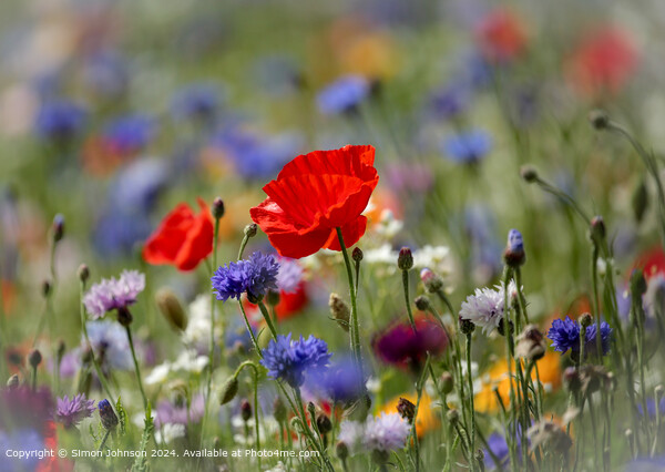 Meadow Flowers Cotswolds Landscape Picture Board by Simon Johnson