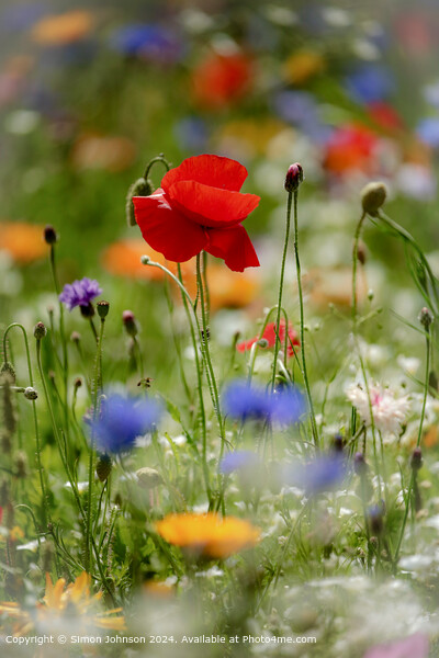 Meadow Flowers Poppys Cotswolds Picture Board by Simon Johnson