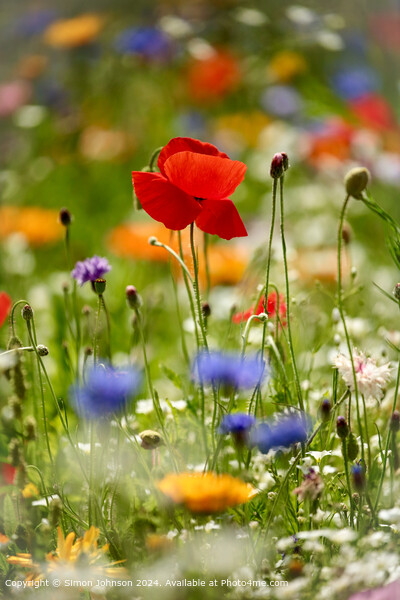 Vibrant Wildflower Meadow in Cheltenham Picture Board by Simon Johnson