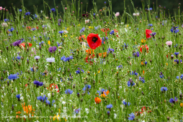 Summer Wild flower meadow with Poppies  Corn flowers and meadow flowers Picture Board by Simon Johnson