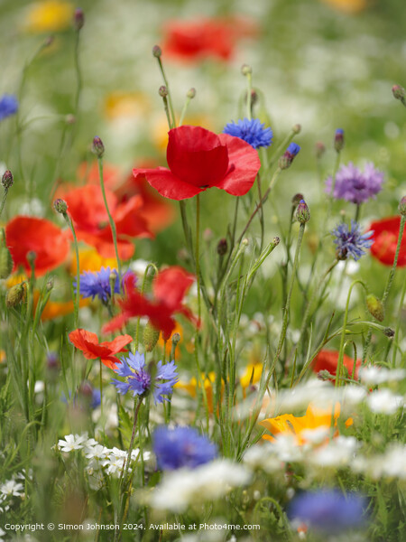 Summer Wild flower meadow with Poppies  Corn flowers and meadow flowers Picture Board by Simon Johnson