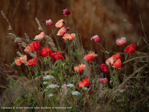  Summer wind blown Poppies in corn with a soft focus  Picture Board by Simon Johnson