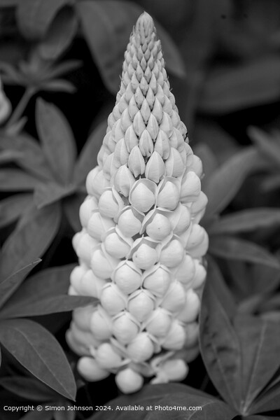 Close up of a white lupin flower in Monochrome  Picture Board by Simon Johnson