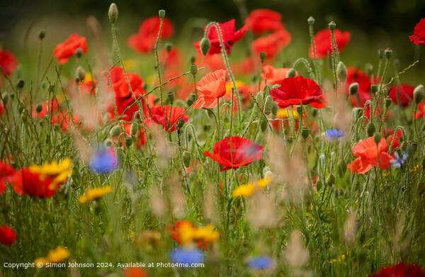 sunlit poppies and meadows in a wild flower meadow Picture Board by Simon Johnson