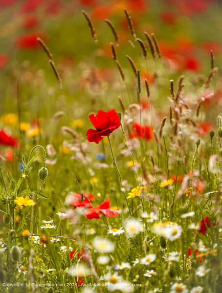 Sunlit wild flowers with poppies and Cornfields  Cotswolds Gloucestershire  Picture Board by Simon Johnson