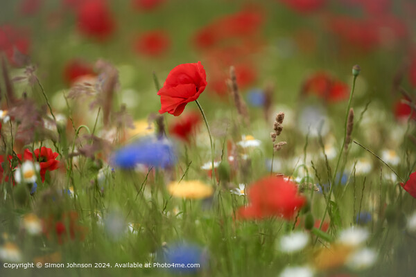 Sunlit Poppy and meadow  flowers Cotswolds Gloucestershire  Picture Board by Simon Johnson