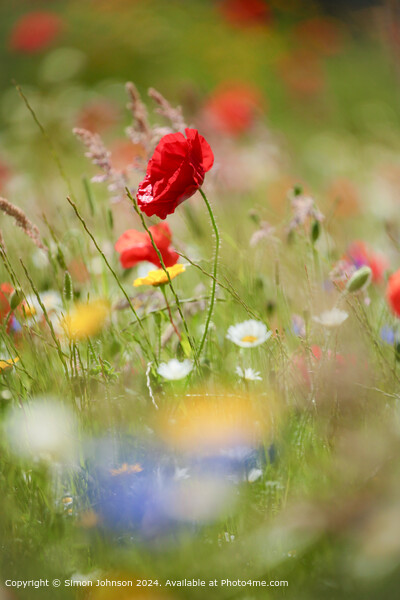 Sunlit Poppy and meadow  flowers Cotswolds Gloucestershire  Picture Board by Simon Johnson