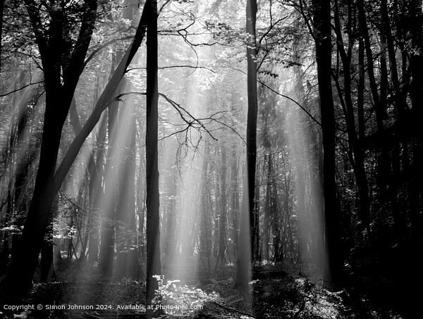 sunlit woodland withearly morning shafts of light Picture Board by Simon Johnson