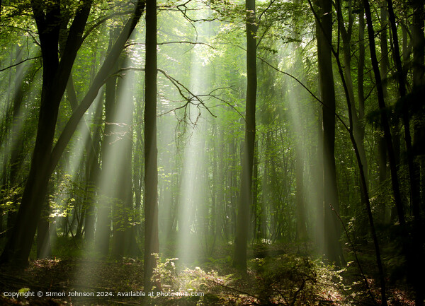 sunlit woodland with early morning shafts of light Picture Board by Simon Johnson