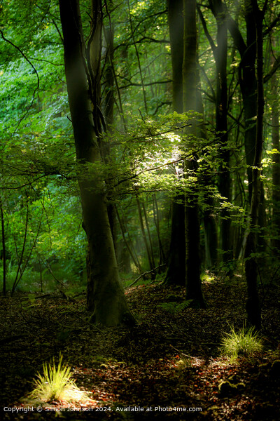 sunlit woodland with early morning shafts of light Picture Board by Simon Johnson