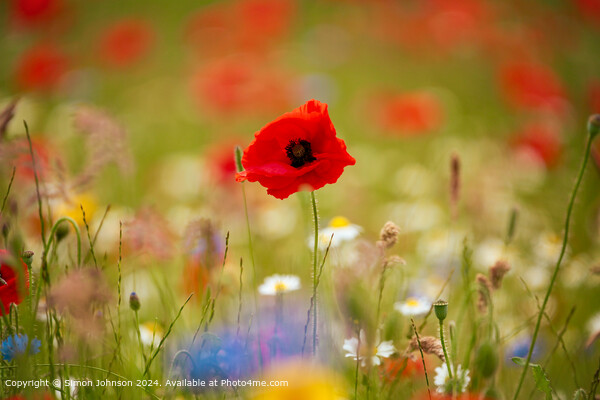 Poppy Field Landscape Cotswolds Picture Board by Simon Johnson