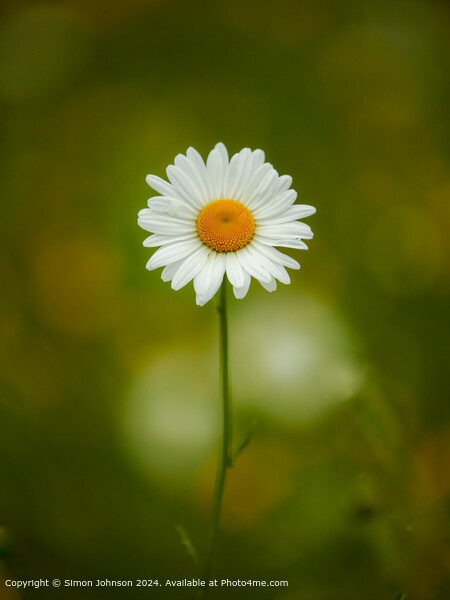  Daisy  flower Picture Board by Simon Johnson