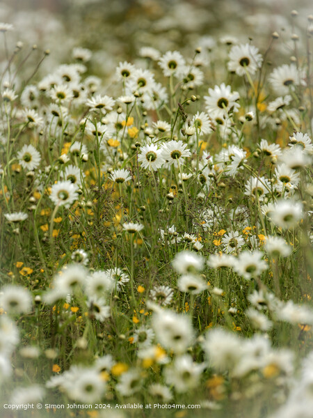 Cotswold Daisy Nature Picture Board by Simon Johnson