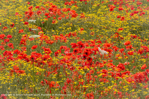 sunlit Poppies and meadow flowers  Picture Board by Simon Johnson