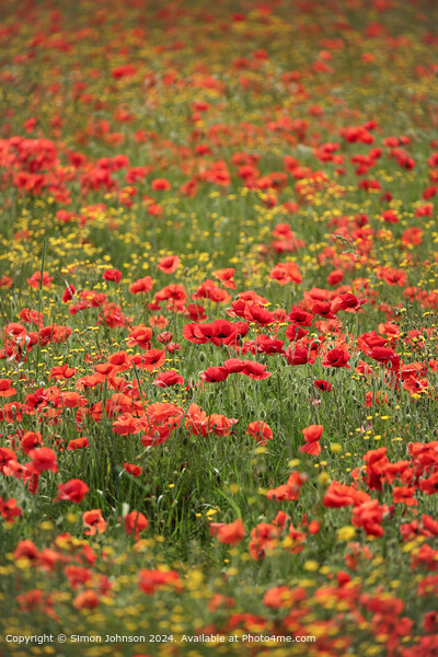 Sunlit Poppies and Meadow flowers Picture Board by Simon Johnson