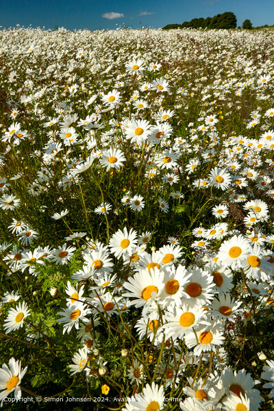 Suinlit Daisies, Cotswolds, Gloucestershire Picture Board by Simon Johnson
