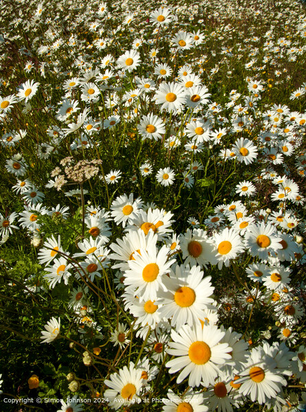 Daisy Flowers Cotswolds Landscape Picture Board by Simon Johnson