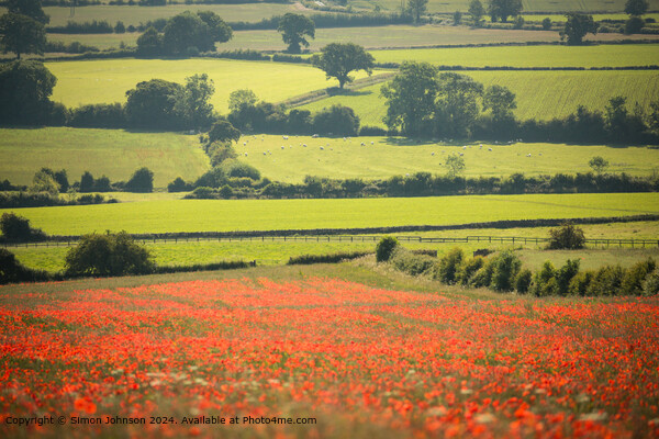 Poppy Field Landscape Longborough, Cotswolds, UK Picture Board by Simon Johnson