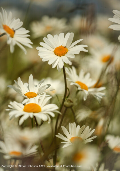Wind-blown Cotswold Daisies Picture Board by Simon Johnson
