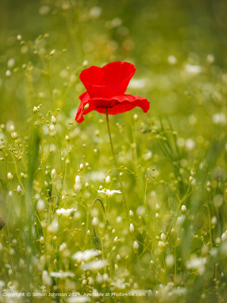 Sunlit Poppy Flower, Cotswolds Nature Picture Board by Simon Johnson