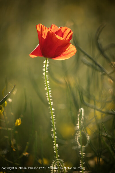 Sunlit Poppy, Cotswolds, Gloucestershire Picture Board by Simon Johnson
