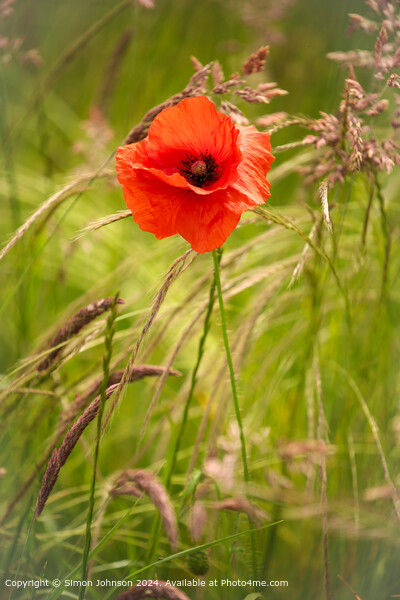 Wind-Blown Poppy Flowers in the Cotswolds Picture Board by Simon Johnson