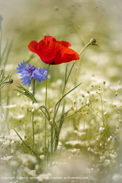 Poppy  and  Cornflower Landscape Picture Board by Simon Johnson