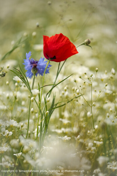 Wind-Blown Poppy and Cornflower in Cotswolds Picture Board by Simon Johnson