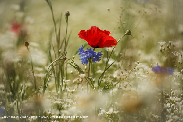 Wind-blown Poppy and Cornflower in the Cotswolds Picture Board by Simon Johnson